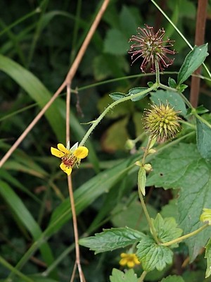 photo of Wood Avens
