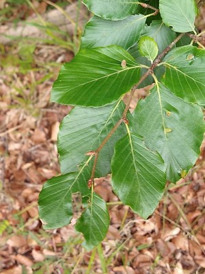 photo of Wayfaring Tree