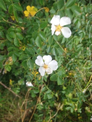 photo of Common Dog Rose