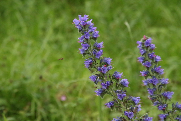 photo of Vipers Bugloss
