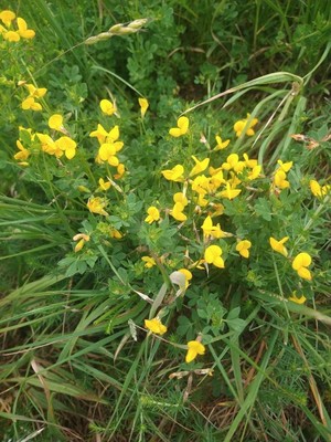 photo of Bird's Foot Trefoil