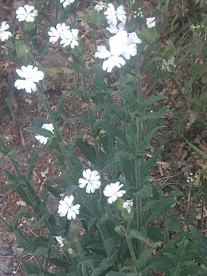 photo of White Campion