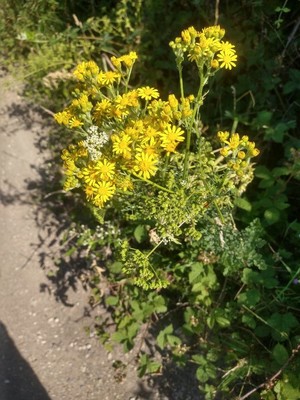 photo of Ragwort