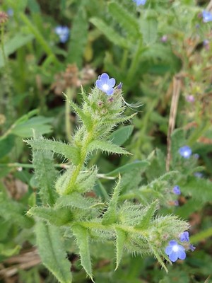 photo of Bugloss