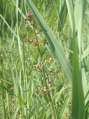 photo of Water Figwort