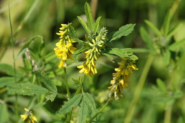 photo of Tall Melilot