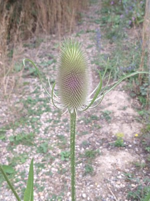 photo of Teasel
