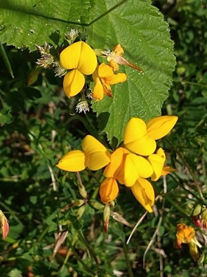 photo of Bird's Foot Trefoil