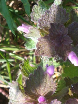 photo of Red Dead Nettle