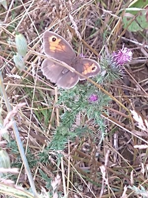 photo of Spear Thistle