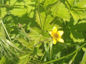 photo of Wood Avens