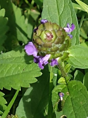 photo of Selfheal