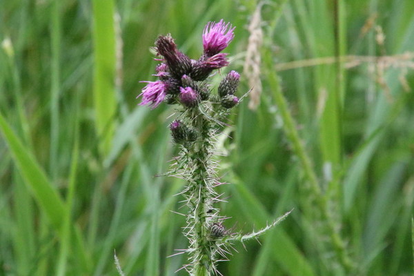 photo of Marsh Thistle