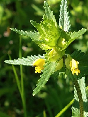 photo of Yellow Rattle