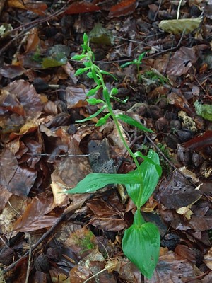 photo of Narrow Lipped Helleborine