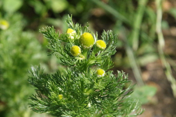 photo of Pineappleweed