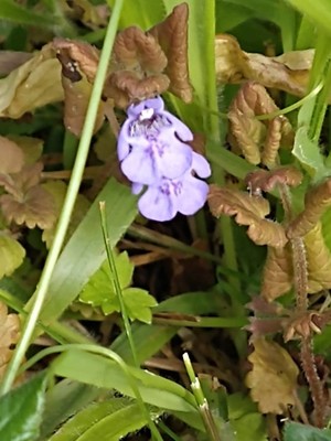 photo of Ground Ivy