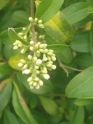 photo of Wild Privet