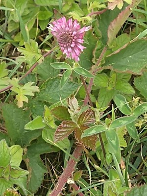 photo of Red Clover