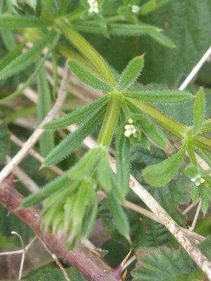 photo of Cleavers