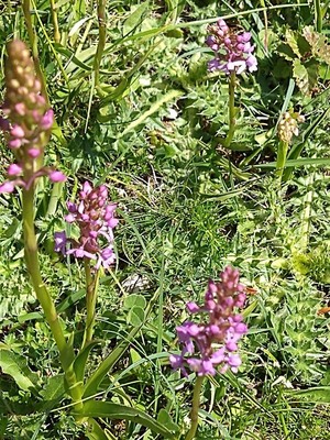 photo of Chalk Fragrant Orchid