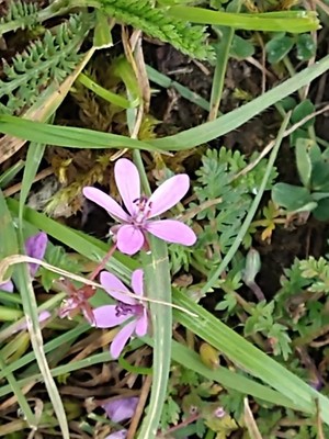 photo of Common Stork's Bill