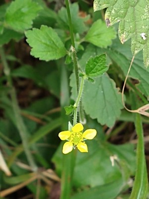 photo of Wood Avens