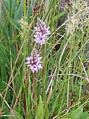 photo of Common Spotted Orchid