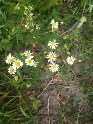 photo of Scented Mayweed