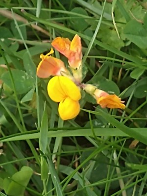 photo of Bird's Foot Trefoil