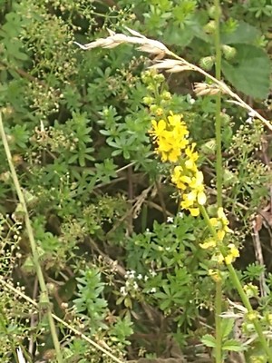 photo of Agrimony
