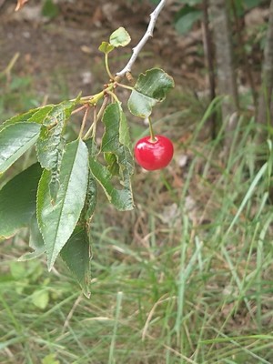photo of Black Cherry