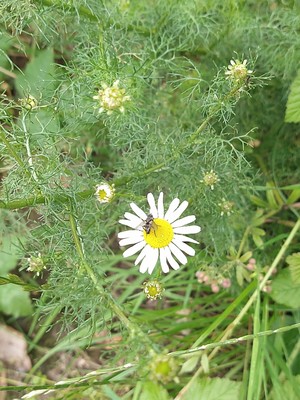 photo of Scentless Mayweed