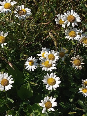 photo of Oxeye Daisy