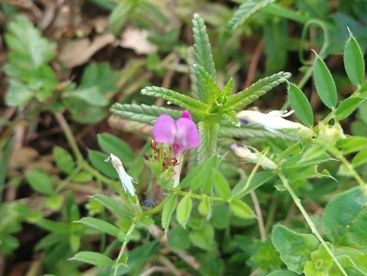photo of Common Vetch
