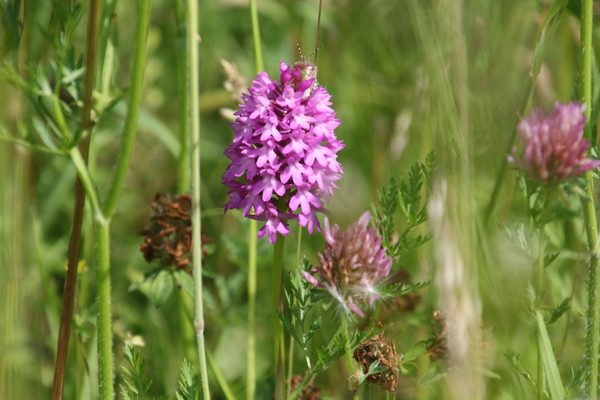 photo of Pyramidal Orchid