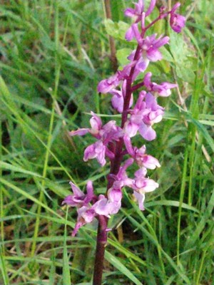photo of Early Purple Orchid