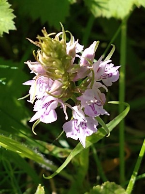 photo of Common Spotted Orchid