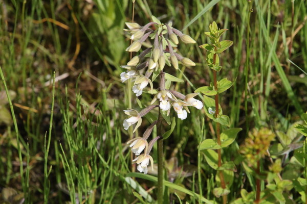 photo of Marsh Helleborine