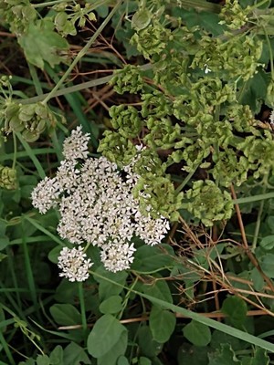 photo of Hogweed