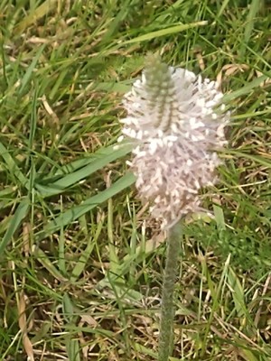 photo of Hoary Plantain