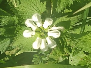 photo of White Dead Nettle