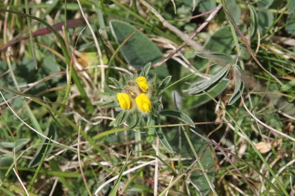 photo of Kidney Vetch