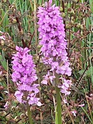 photo of Southern Marsh Orchid
