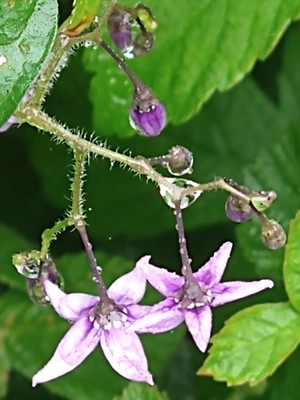 photo of Bittersweet