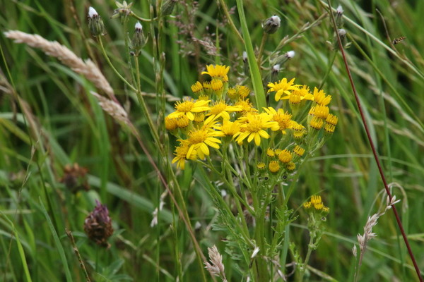 photo of Ragwort
