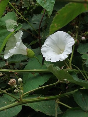 photo of Hedge Bindweed
