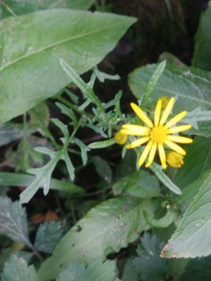 photo of Oxford Ragwort