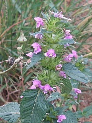 photo of Common Hemp Nettle