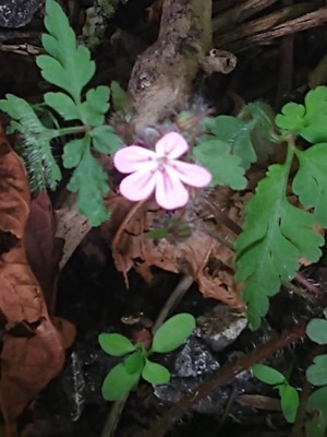 photo of Herb Robert